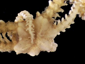 Media type: image; Invertebrate Zoology OPH-2631